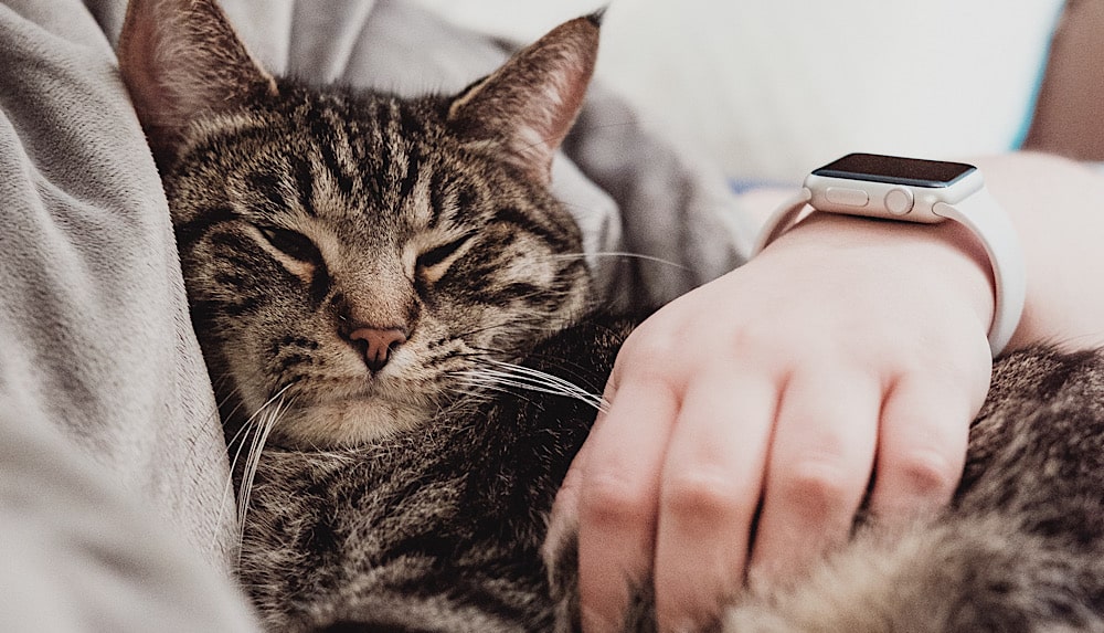 Mehr als 100 Millionen Apple Watch Nutzer weltweit