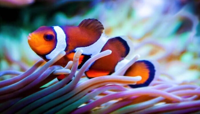 Clownfish-Beta-3-700x400.jpg