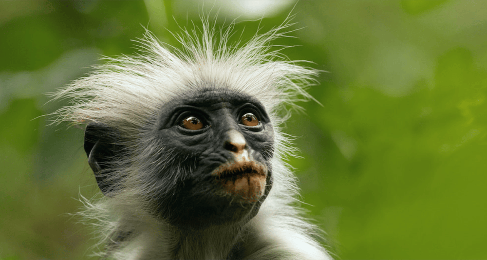 The Secret Lives of Animals The Secret Lives of Animals